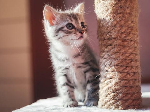 Gatito blanco y gris mirando un rascador mucho más grande que él
