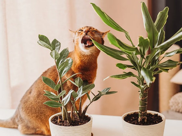 gato naranja mordiendo una especie de palmera y con otra planta al lado