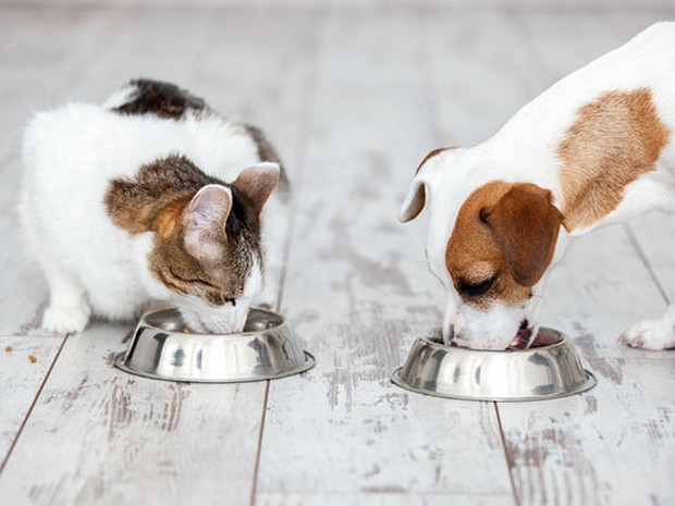 Gato branco con manchas marrones y perro blanco con manchas marrones comiendo en comederos metálicos