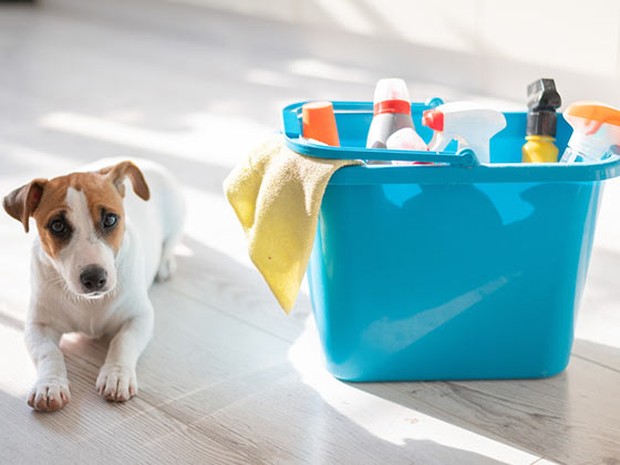 Perro blanco y marrón tumbado en un sueño de madera con un cubo de fregona azul al lado lleno de productos de limpieza y una bayeta amarilla