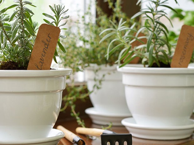 4 macetas sobre una mesa con plantas aromáticas