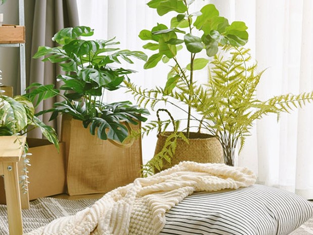 Cojines y mantas junto a varias macetas con plantas en el interior de un salón