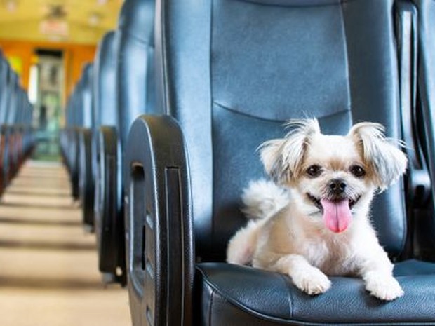 Perrito sentado en el asiento de un tren