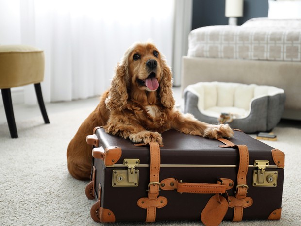 Perrito junto a una maleta en un hotel
