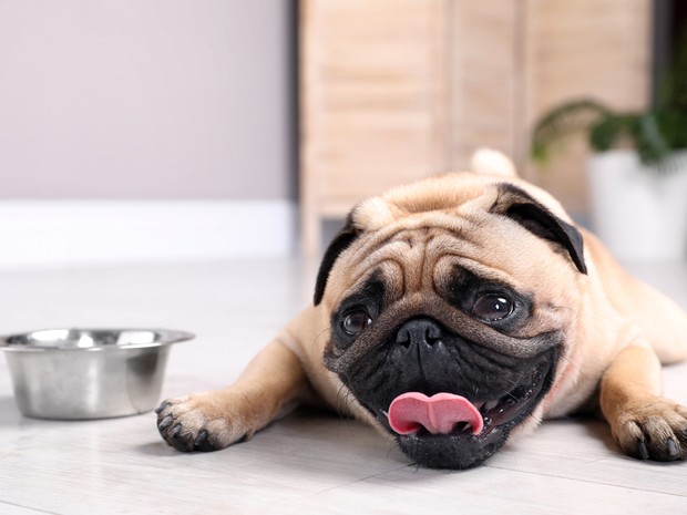 Buldog tumbado en el suelo con la lengua fuera