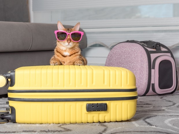 Gatito detrás de una maleta amarilla con gafas de sol