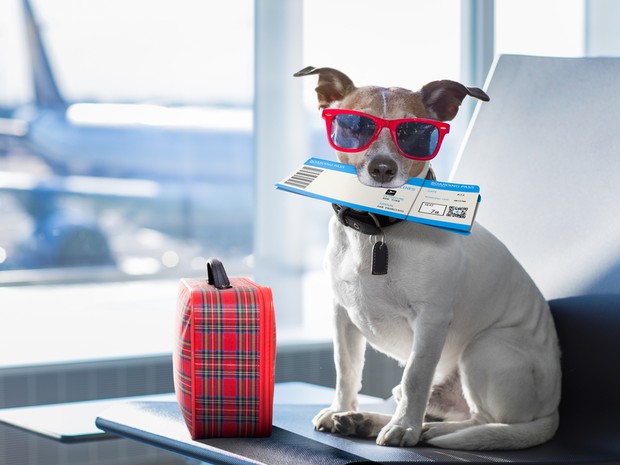 Perrito con gafas de sol y un boleto de viaje en la boca