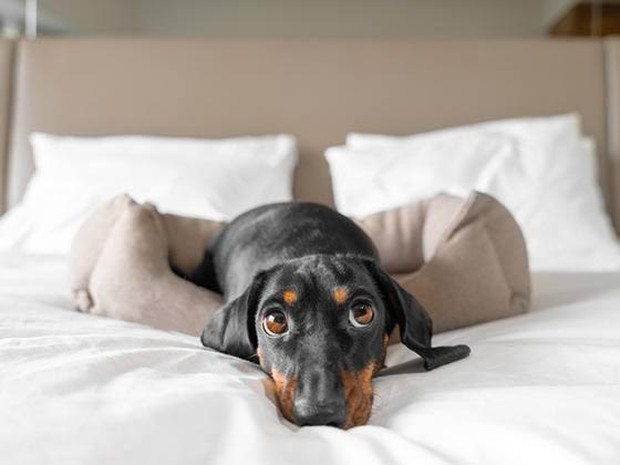 Perro salchicha tumbado en la cama de un hotel